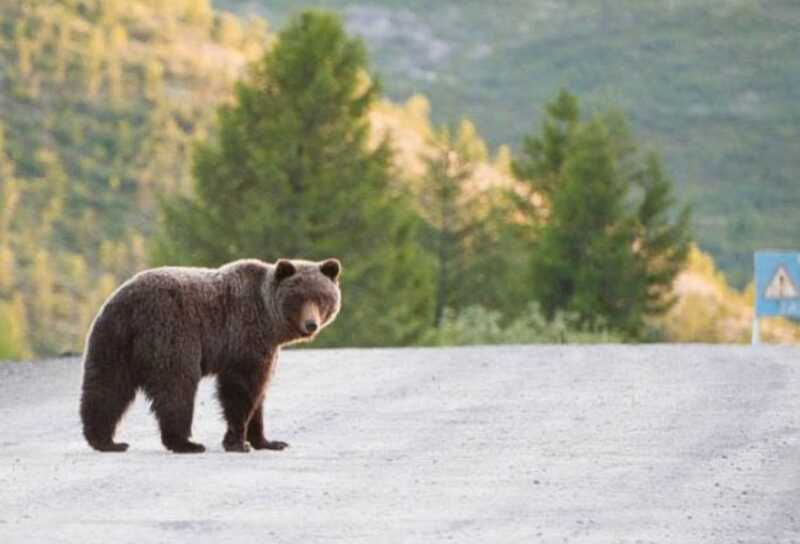В Якутии сбитый медведь очнулся после ДТП и убежал