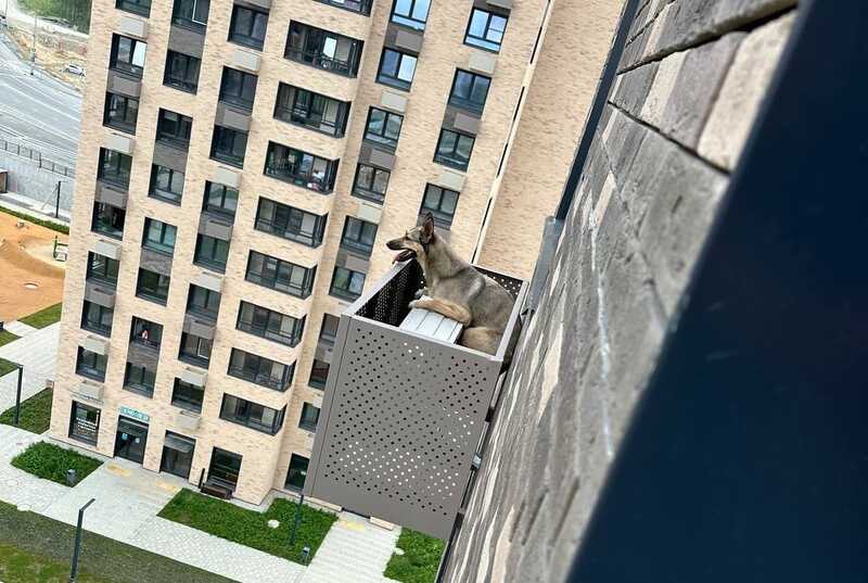 В Южно-Сахалинске собака упала с многоэтажного здания и застряла в корзине для кондиционера