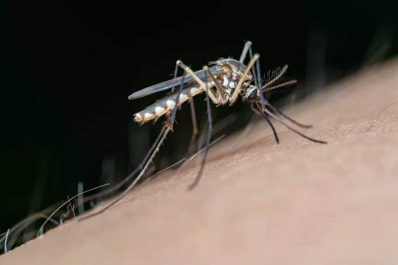Китай вводит свежие ограничения в связи с новой вспышкой вируса Чикунгунья